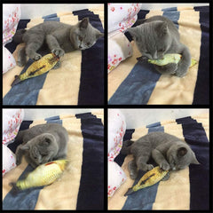 Purrfect Play Fish