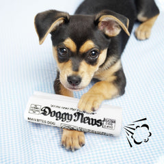Chewy News Squeaker Dog Toy